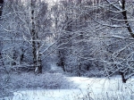 Природа, зима - Красивые фото обои для рабочего стола windows