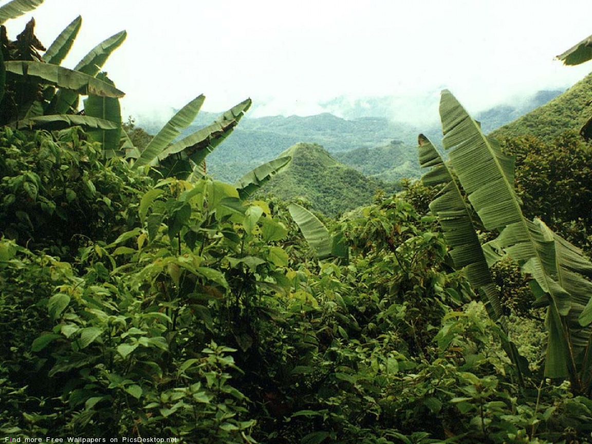 Влажные тропические горные леса Южной Америки
